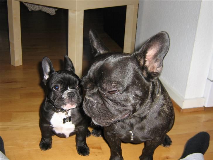 Fransk bulldog Gizmo billede 7