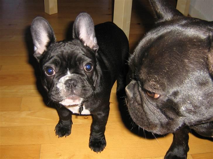 Fransk bulldog Gizmo billede 8