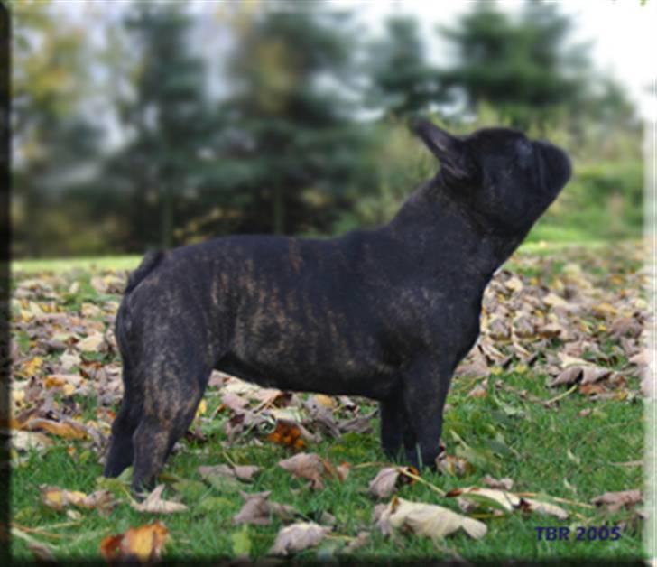 Fransk bulldog Dauløkkes Une Afair Amour - min dejlige Marthapige :-)  foto T.Rasmussen billede 8