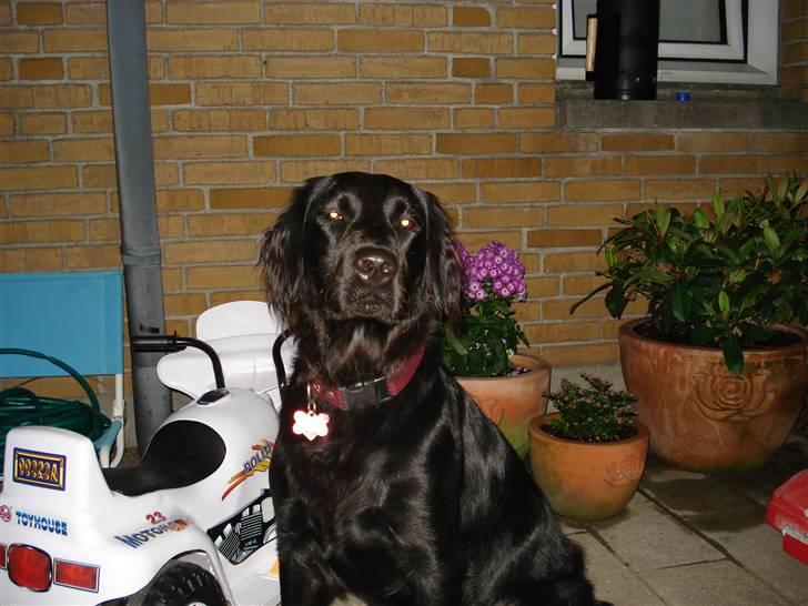 Flat coated retriever Maggie - Nyder det dejlige aftensvejr i haven. billede 12