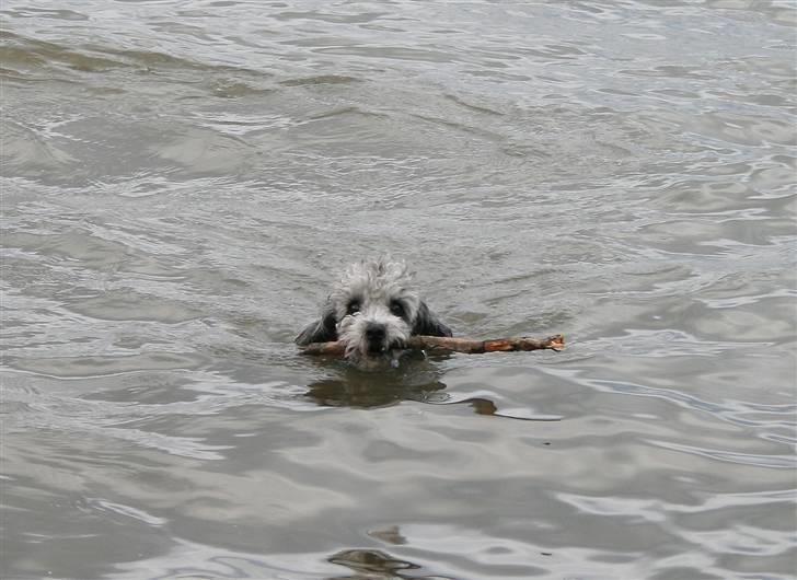 Dværgpuddel Aagaard's La Pura Vida - Emma er blevet sååå dyyyyygtig til at svømme :) efteråret 2008.  billede 12