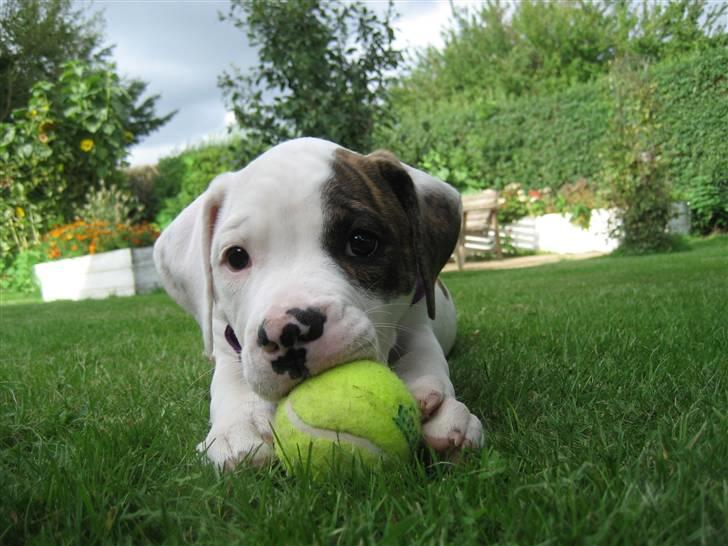 Amerikansk bulldog Coco Flirt - 24.08.08 billede 5