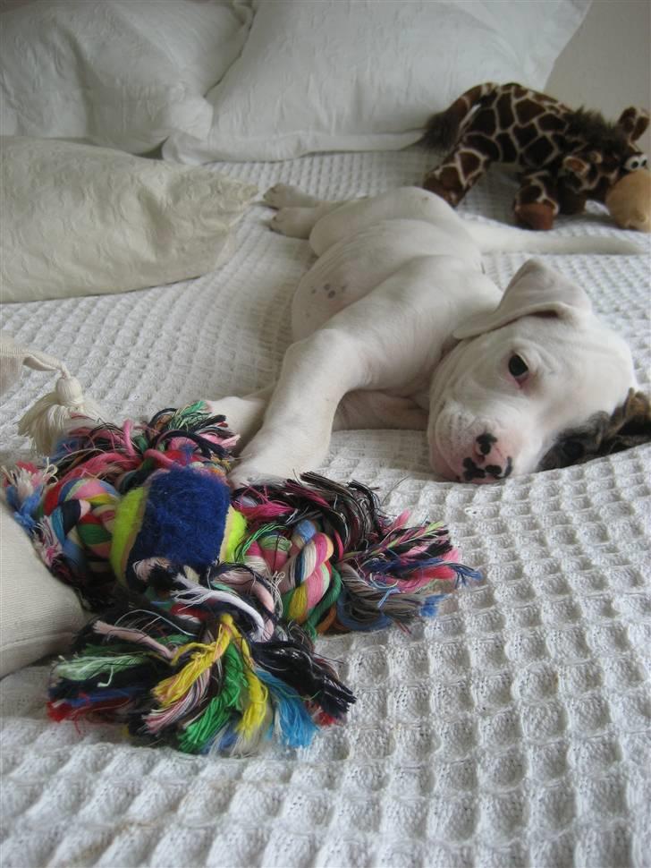 Amerikansk bulldog Coco Flirt - 24.08.08 billede 6