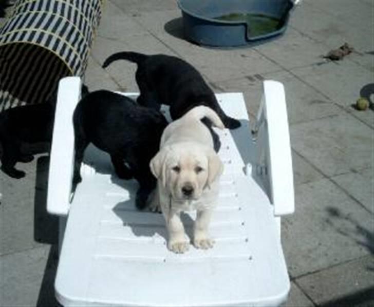 Labrador retriever Balder - lille udstrup´s herlige Balder<3 billede 7