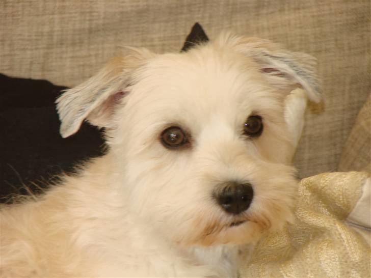 Bichon havanais Valborgs Flora (Lupe) billede 14