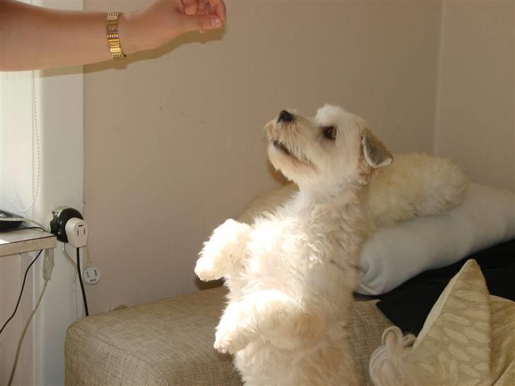 Bichon havanais Valborgs Flora (Lupe) billede 15