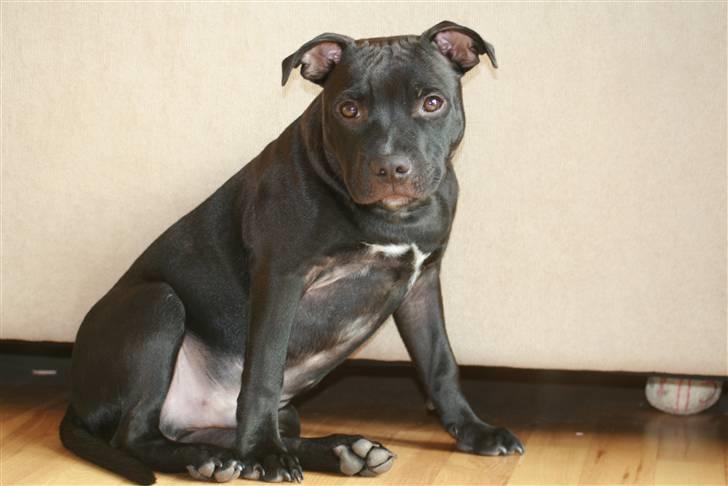 Staffordshire bull terrier Niels billede 6