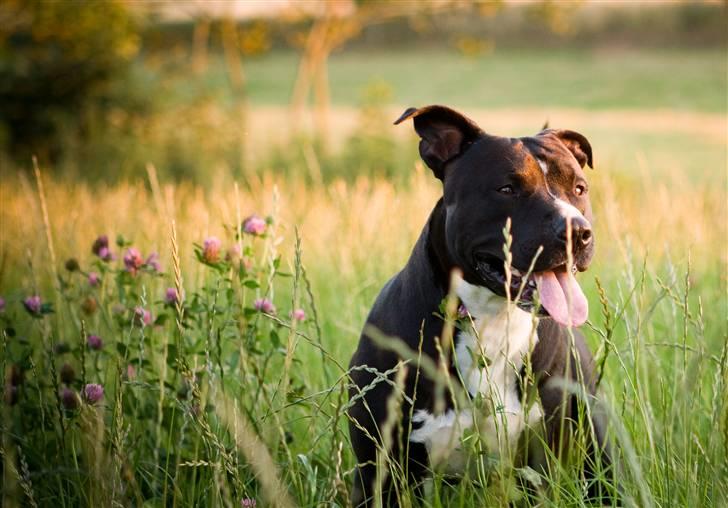 Amerikansk staffordshire terrier chang billede 2
