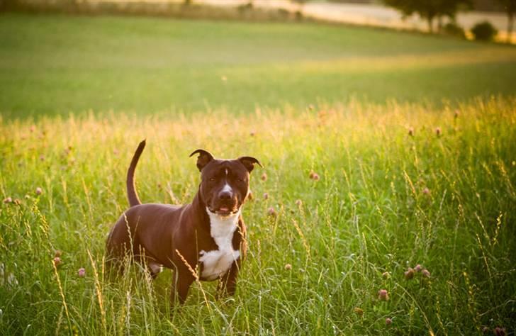 Amerikansk staffordshire terrier chang billede 3
