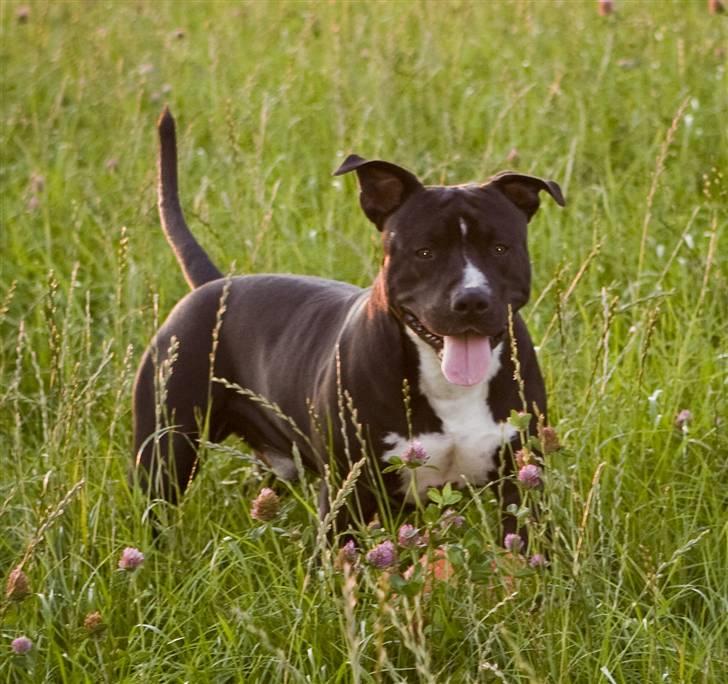 Amerikansk staffordshire terrier chang billede 4