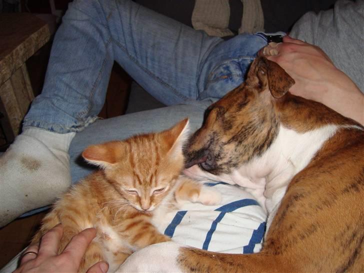 Blanding af racer Cassie - Jeg putter med Rasmus... ;) billede 19