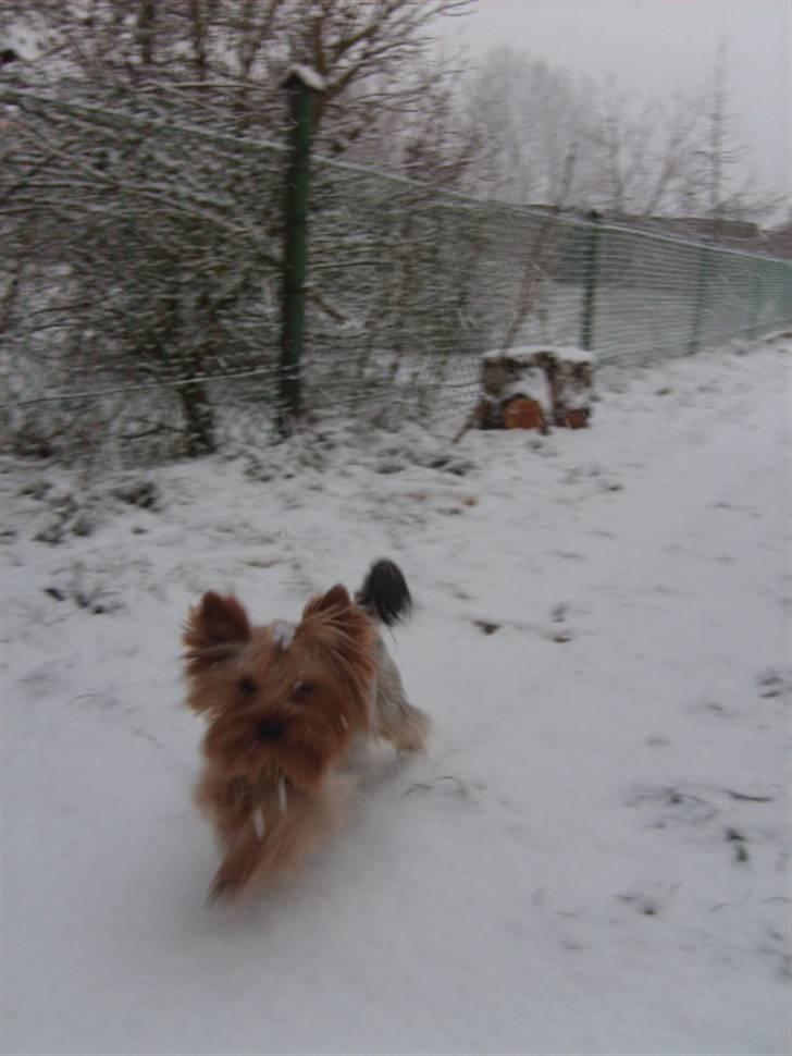 Yorkshire terrier Figo billede 1