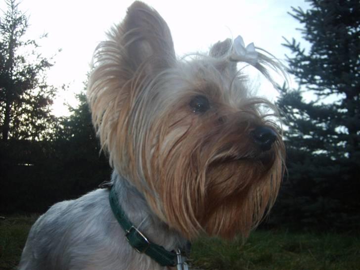 Yorkshire terrier Figo billede 2