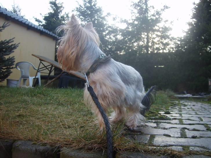 Yorkshire terrier Figo billede 3