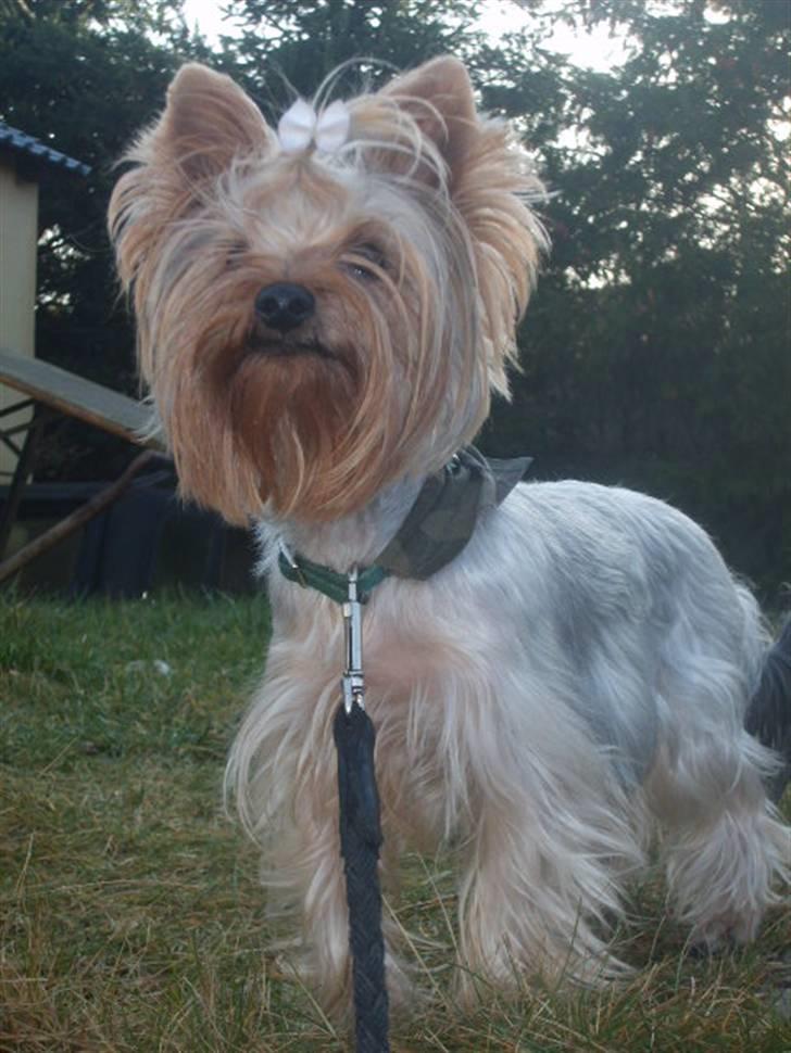 Yorkshire terrier Figo billede 4