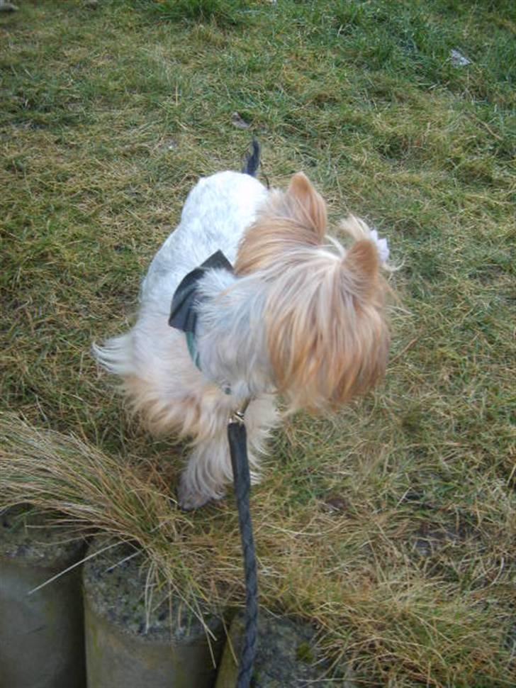 Yorkshire terrier Figo billede 5