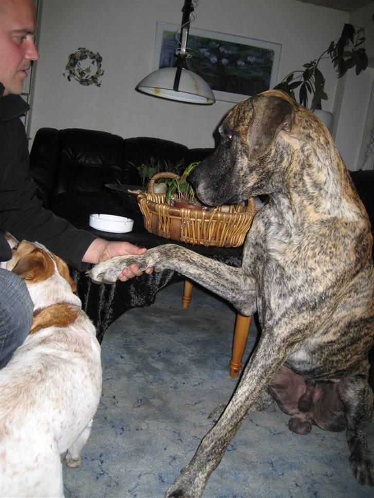 Grand danois Thor billede 7