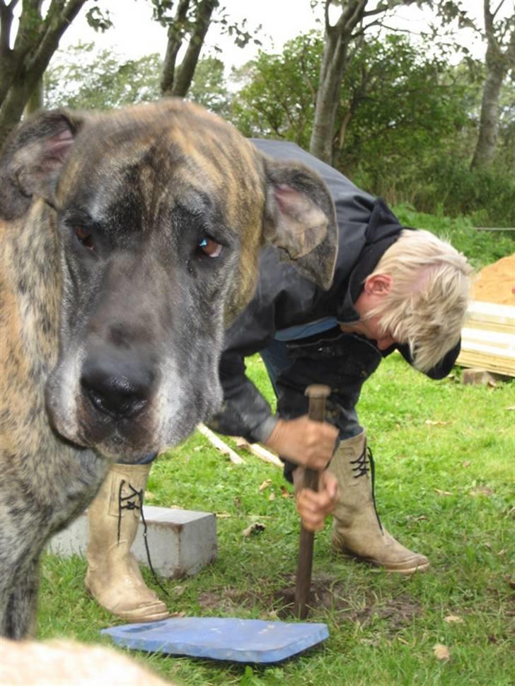 Grand danois Thor billede 8