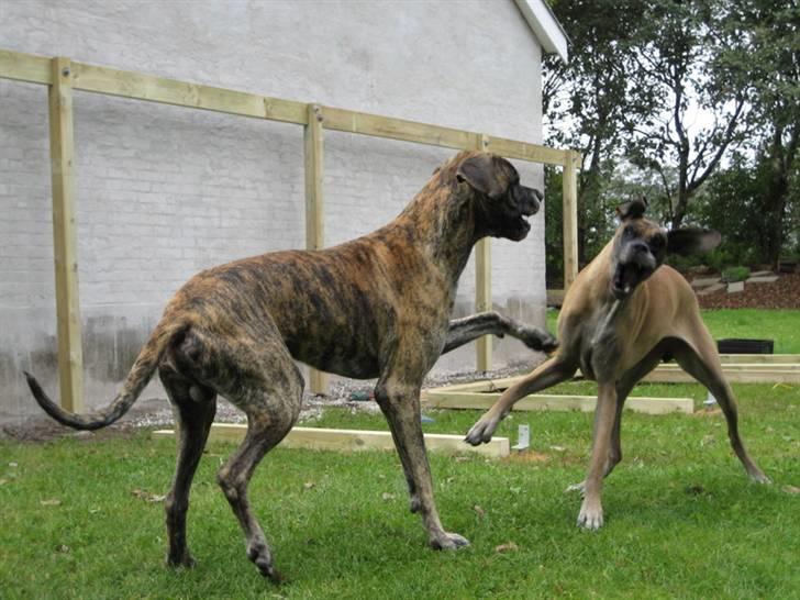 Grand danois Thor billede 9