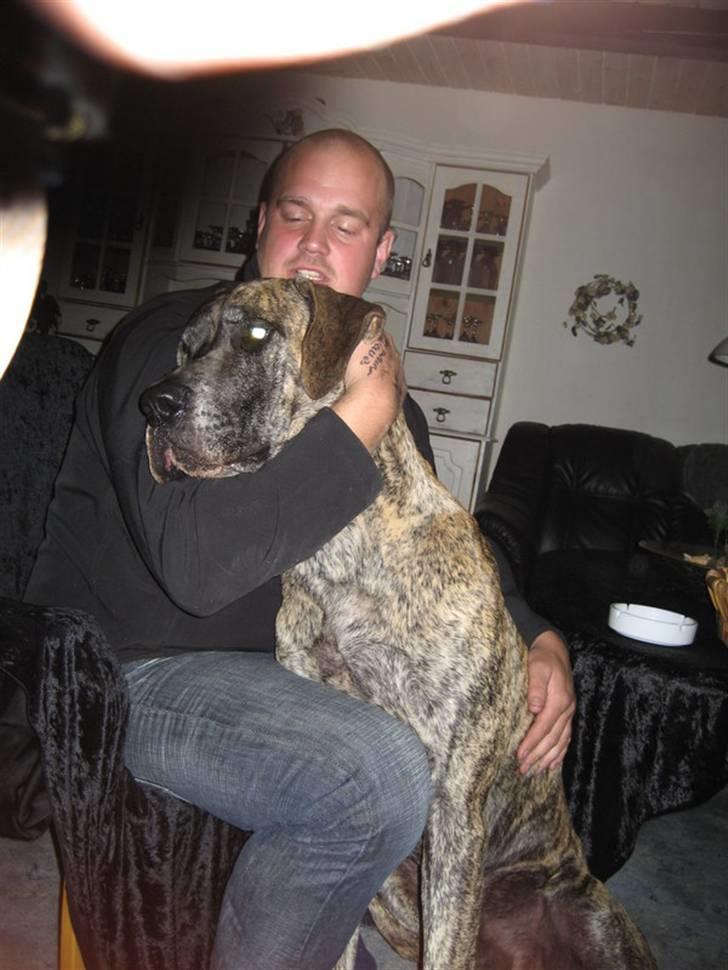 Grand danois Thor billede 10