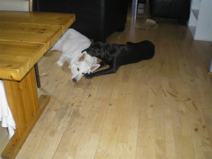 Blanding af racer Freja - Så Rolig Cheri. Jeg passer på dig...  billede 15