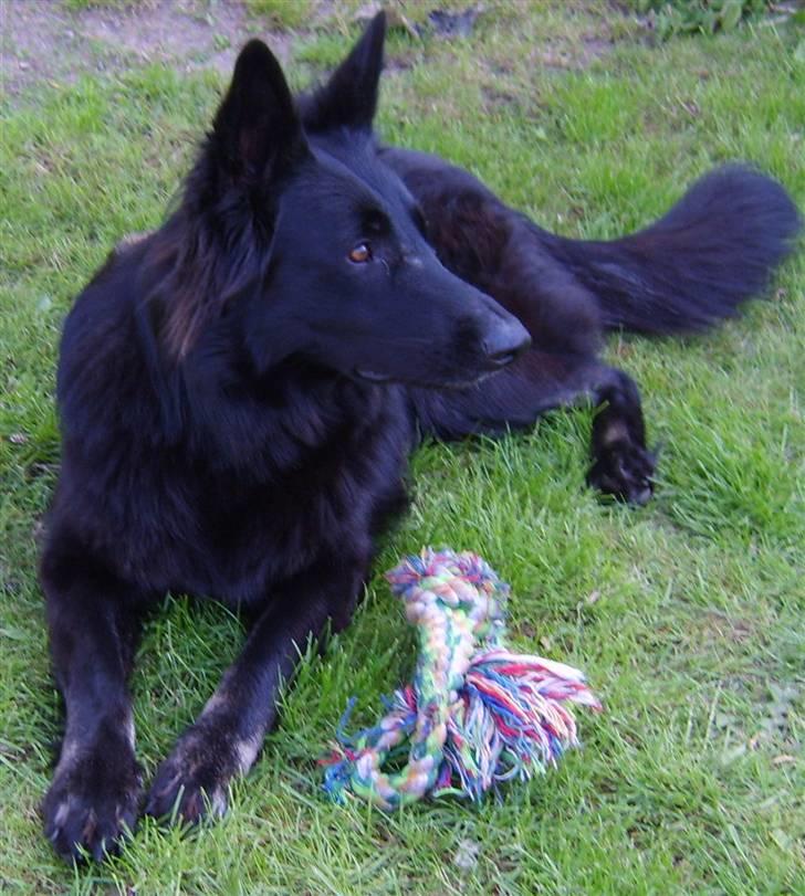 Schæferhund Leika billede 1