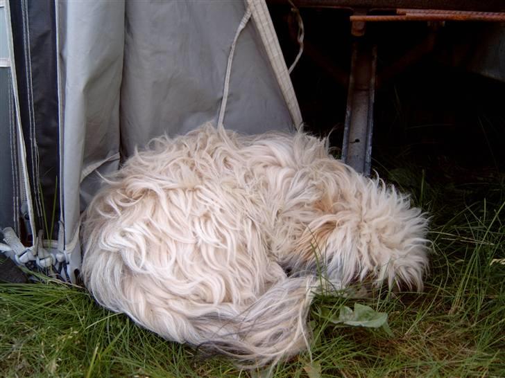 Lhasa apso BECCA,RIP juli 2011 billede 15