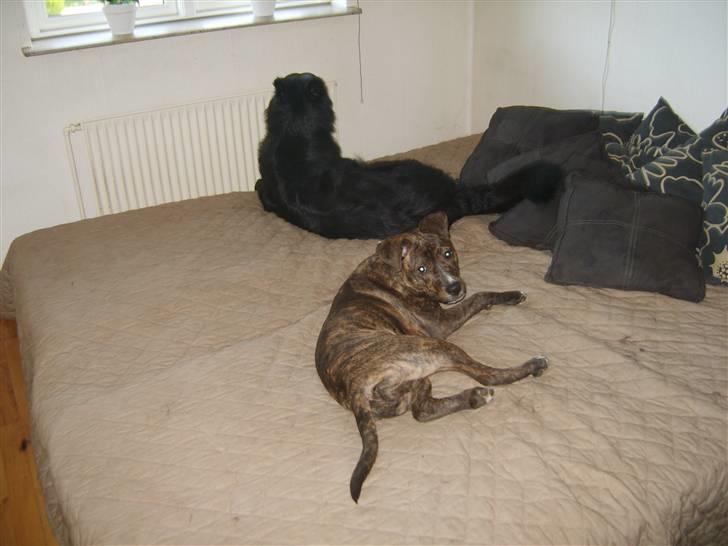 Schæferhund Leika billede 2