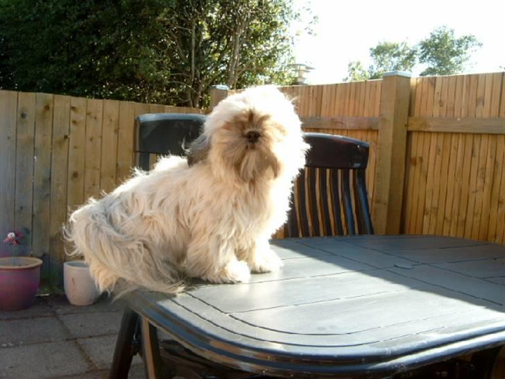 Lhasa apso BECCA,RIP juli 2011 billede 13