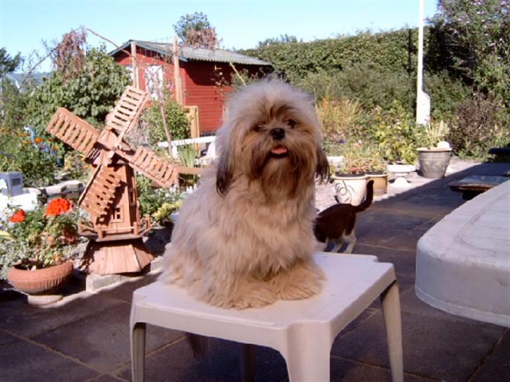 Lhasa apso BECCA,RIP juli 2011 billede 14