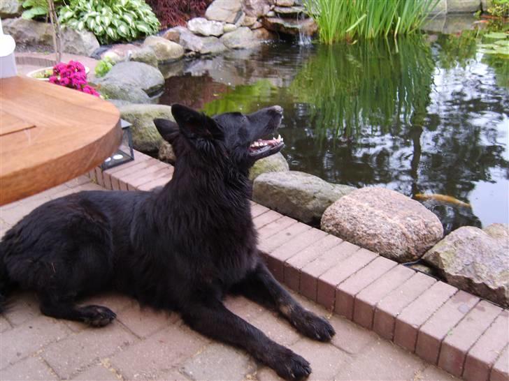 Schæferhund Leika - Øv det ser ud til regn...uh bare det ik begynder at tordne... billede 3