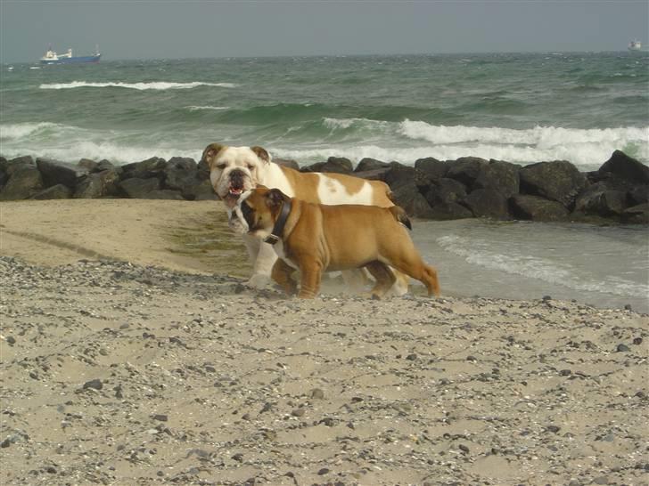 Engelsk bulldog Ziva - mig od daisy på stranden billede 8