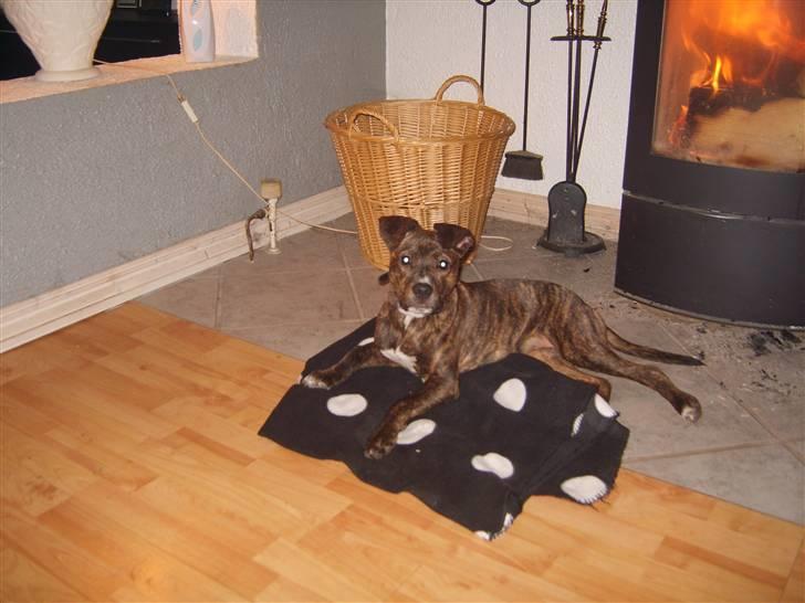 Schæferhund Leika - Dachia billede 4