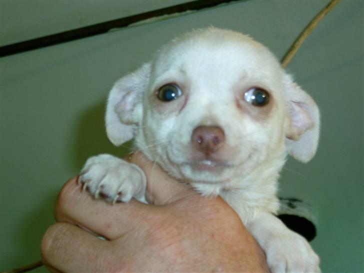 Chihuahua Dia. - Stadig hvid og buttet. billede 2