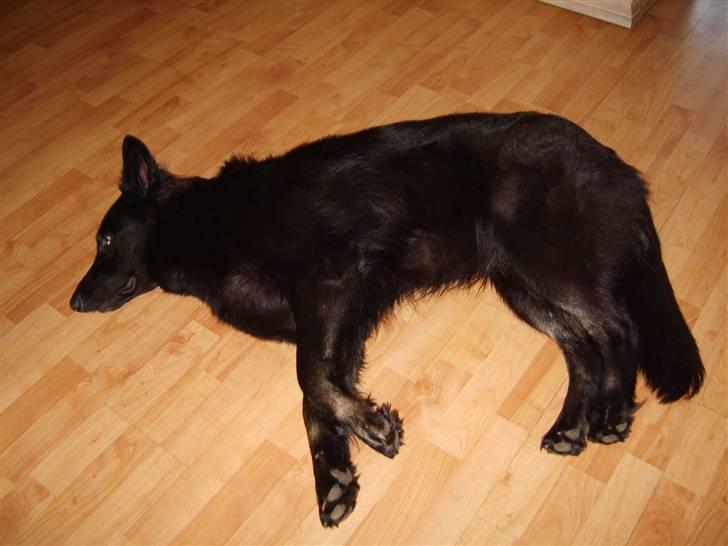 Schæferhund Leika billede 6