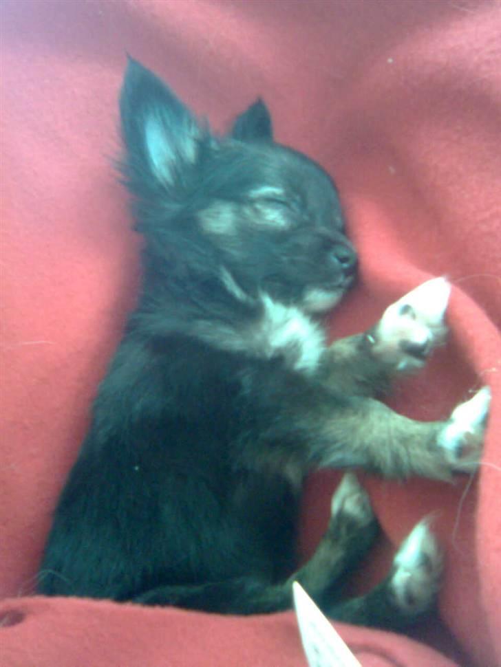 Chihuahua Misha - zzzzzzz!! billede 7