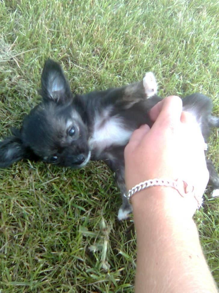 Chihuahua Misha - Elsker at blive nusset på min mave :) billede 8