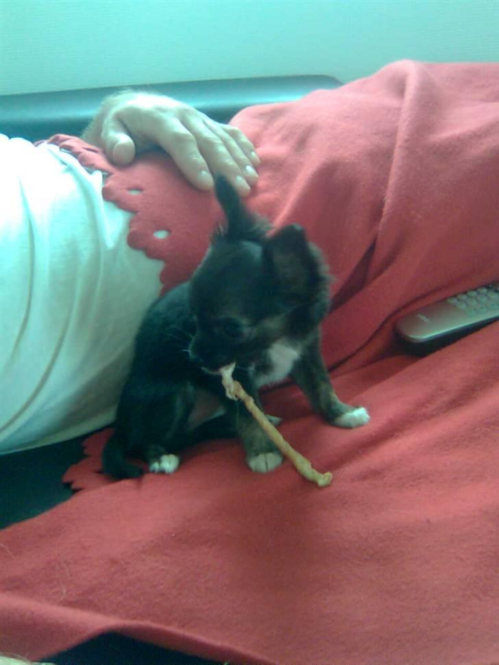 Chihuahua Misha - tykkeben er noget af det bedste jeg ved :) billede 9