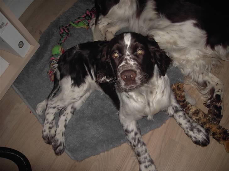 Engelsk springer spaniel "Chelsea"- Punakha's Zara billede 3