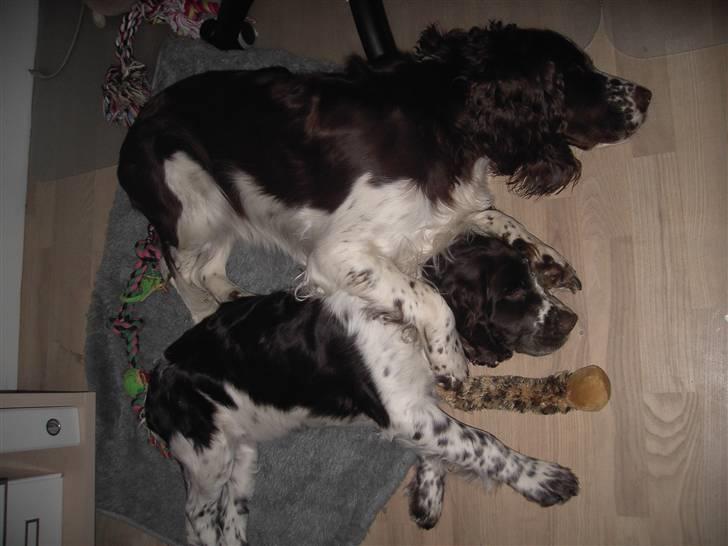 Engelsk springer spaniel "Chelsea"- Punakha's Zara billede 4