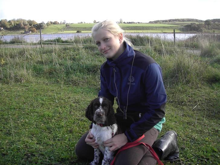 Engelsk springer spaniel "Chelsea"- Punakha's Zara billede 5