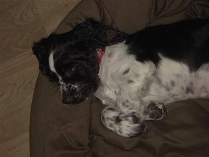 Engelsk springer spaniel "Chelsea"- Punakha's Zara billede 6