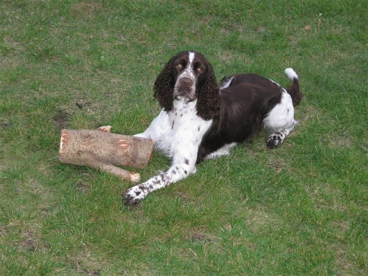 Engelsk springer spaniel "Chelsea"- Punakha's Zara - Chelsea - August 2009 billede 7