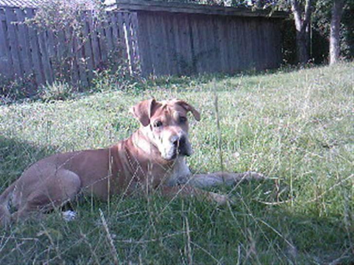 Mallorca Mastiff / Ca de Bou Alejo/Hector - Hygge i haven billede 7