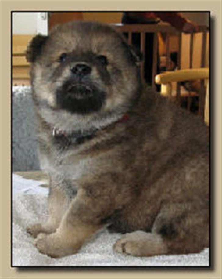 Eurasier alhpa<3 billede 11