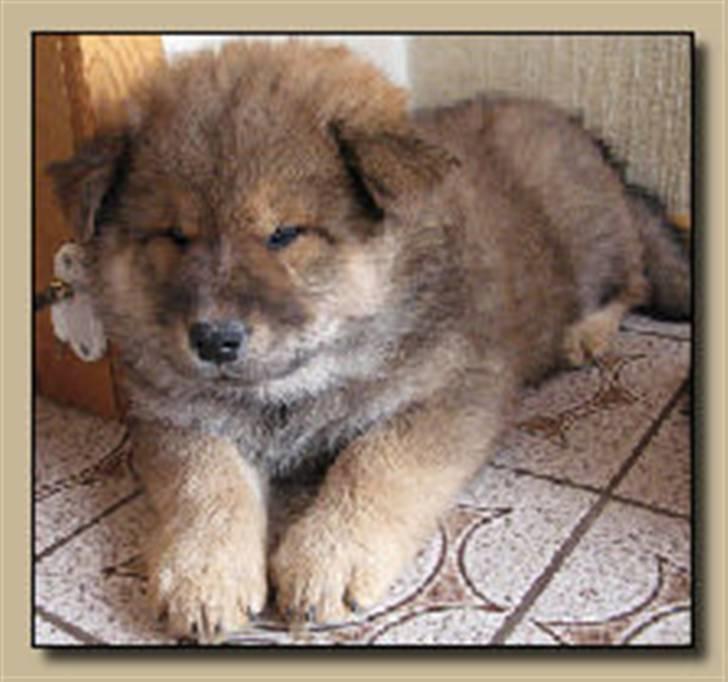 Eurasier alhpa<3 billede 12