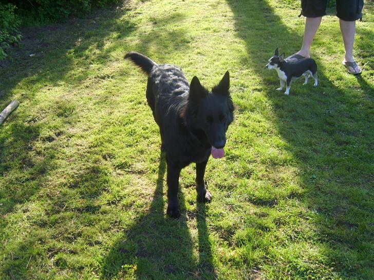 Schæferhund Leika - Leika med sin gode ven Chico.... billede 7