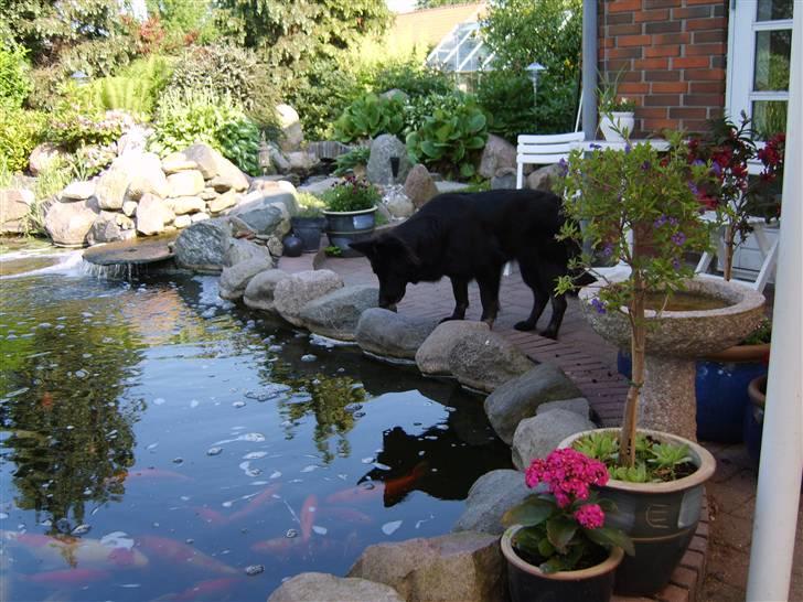 Schæferhund Leika billede 8