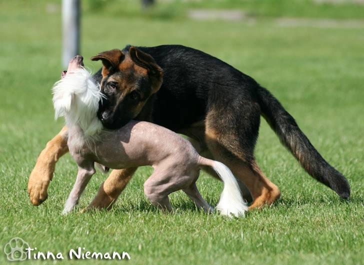 Schæferhund Kløverhorn's Fedor R.I.P. - Jeg spiser hårløse hunde til morgenmad... billede 11