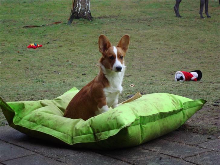 Welsh corgi cardigan Èowyn - Smukke Èowyn  billede 1